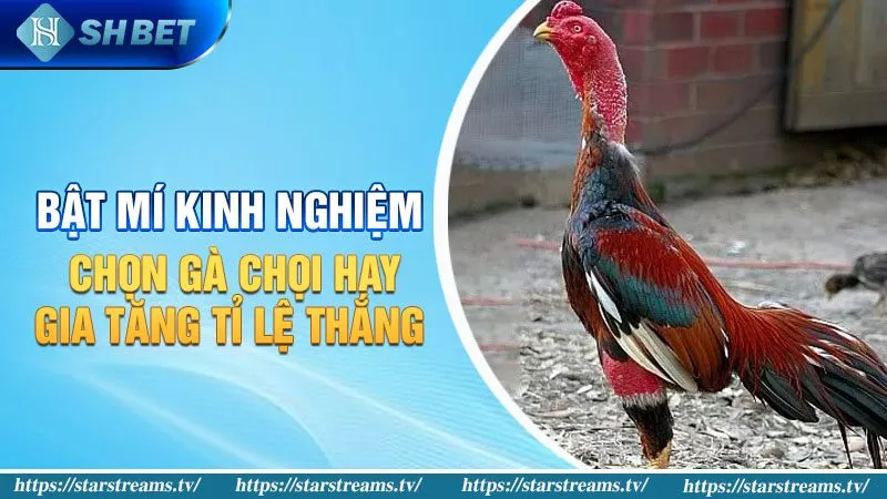 Trải nghiệm của bạn khi sử dụng Vbo99 như thế nào? - Vbo99
